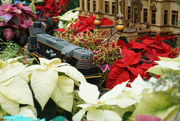 14th Dec 2022 - Traveling through the poinsettia forest