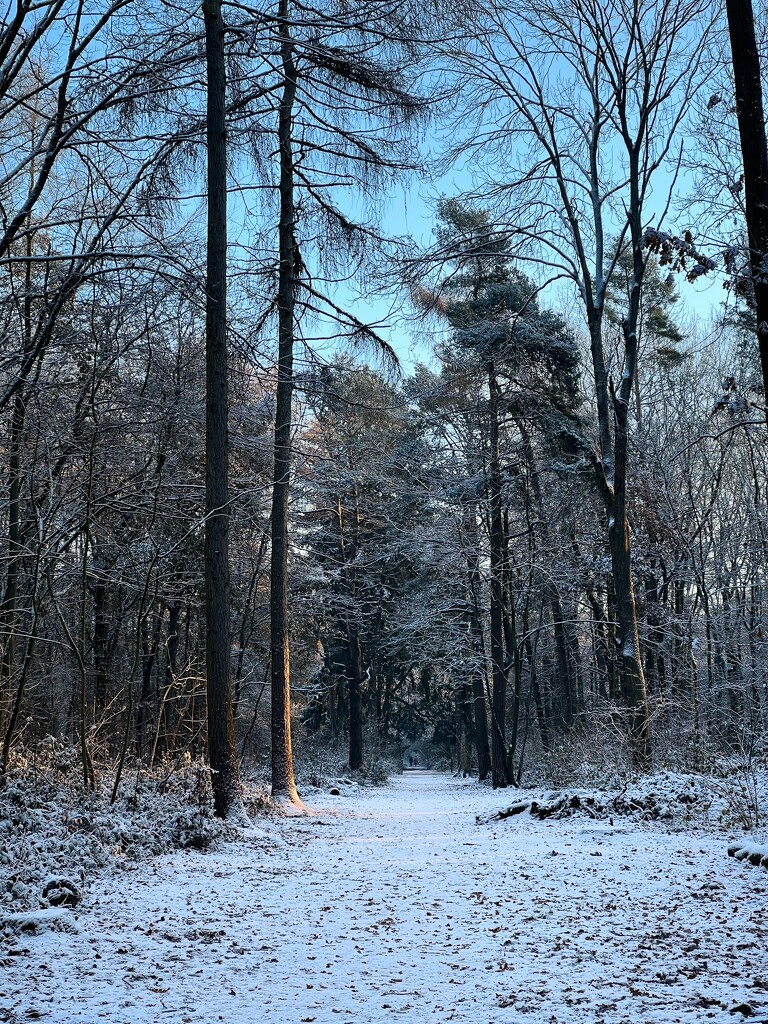 Icy woodland walk by gaillambert