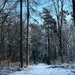 Icy woodland walk by gaillambert