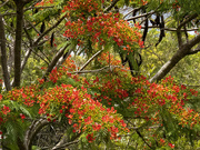 13th Dec 2022 - a little more of the Poinciana
