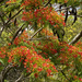 a little more of the Poinciana by koalagardens