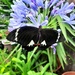Swallowtail Butterfly  by mozette
