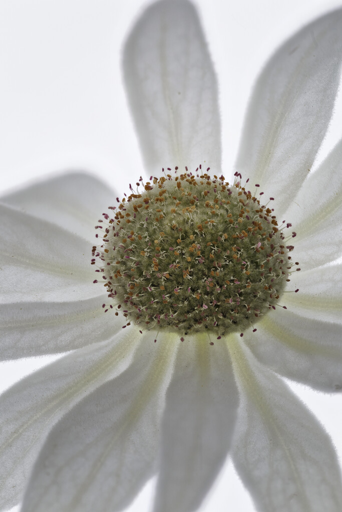Flannel Flower  by bugsy365