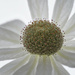 Flannel Flower  by bugsy365
