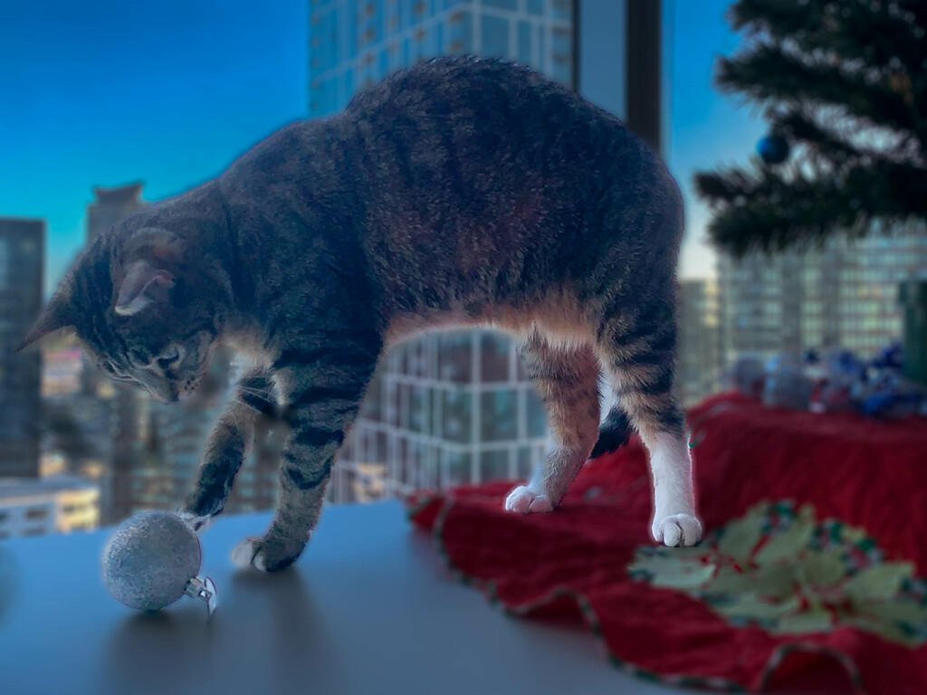 Christmas cat by briaan