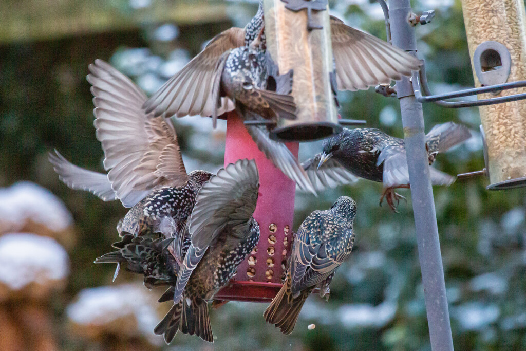 Frenzy at the feeder by pamknowler