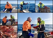 15th Dec 2022 - Catching A Feast From The Sea