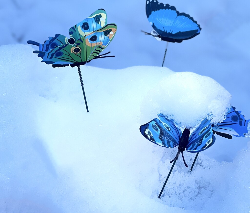 Snowing Butterflies  by rensala
