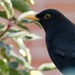 Friendly little blackbird by orchid99