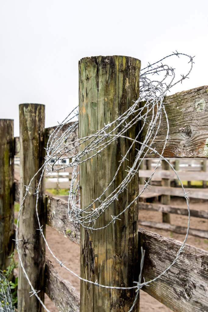 Barbed wire by danette