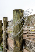 15th Dec 2022 - Barbed wire