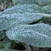 Lamb's Ear leaves by fishers