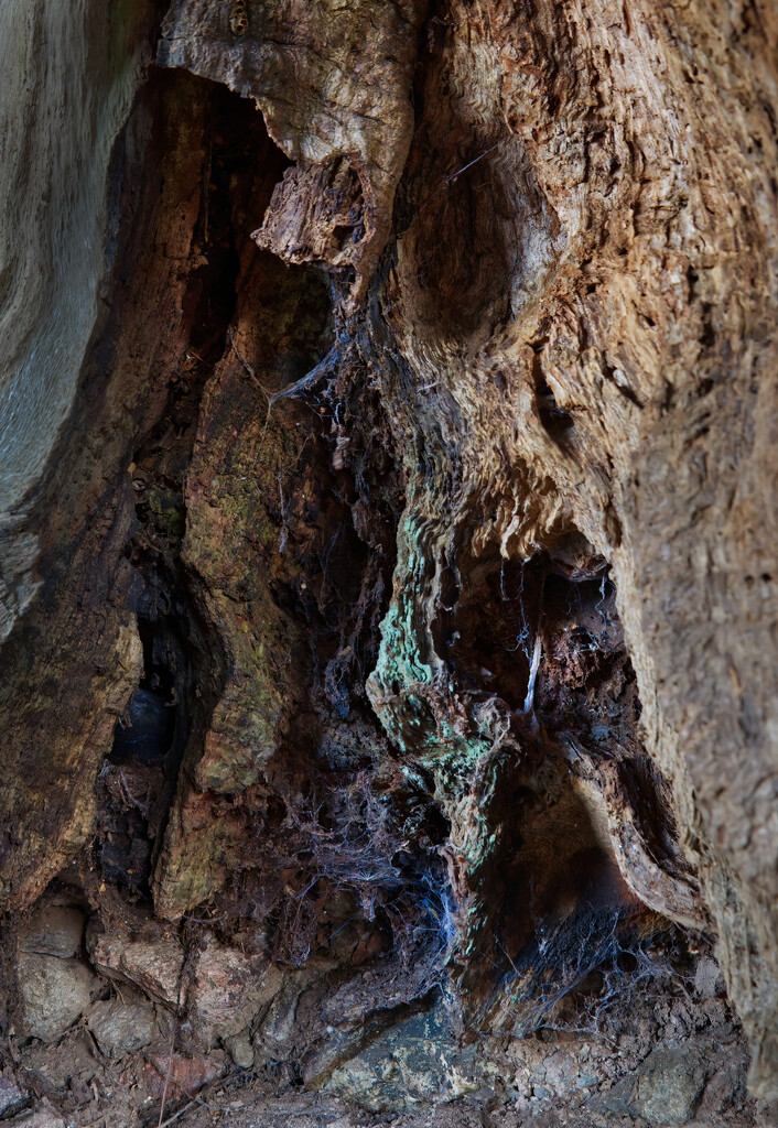 Hollow tree stump by sjoyce