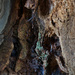 Hollow tree stump by sjoyce
