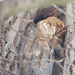 Uhu! Eurasian eagle-owl by haskar