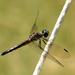 Blue Dasher by rhoing