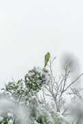 15th Dec 2022 - The parakeet in the snow