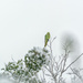 The parakeet in the snow