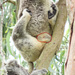 the milk bar by koalagardens