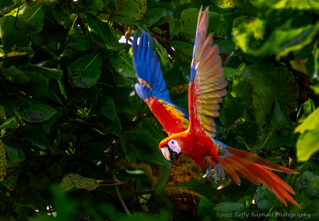 Scarlett Macaw Quickly Leaves the Tree by taffy
