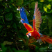 Scarlett Macaw Quickly Leaves the Tree by taffy