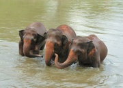 1st Dec 2022 - Elephant rescue sanctuary