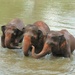 Elephant rescue sanctuary by jokristina