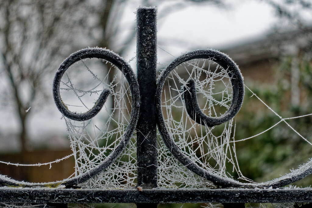 1215 - Frost on the web by bob65