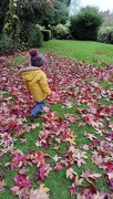 26th Nov 2022 - Vibrant leaves