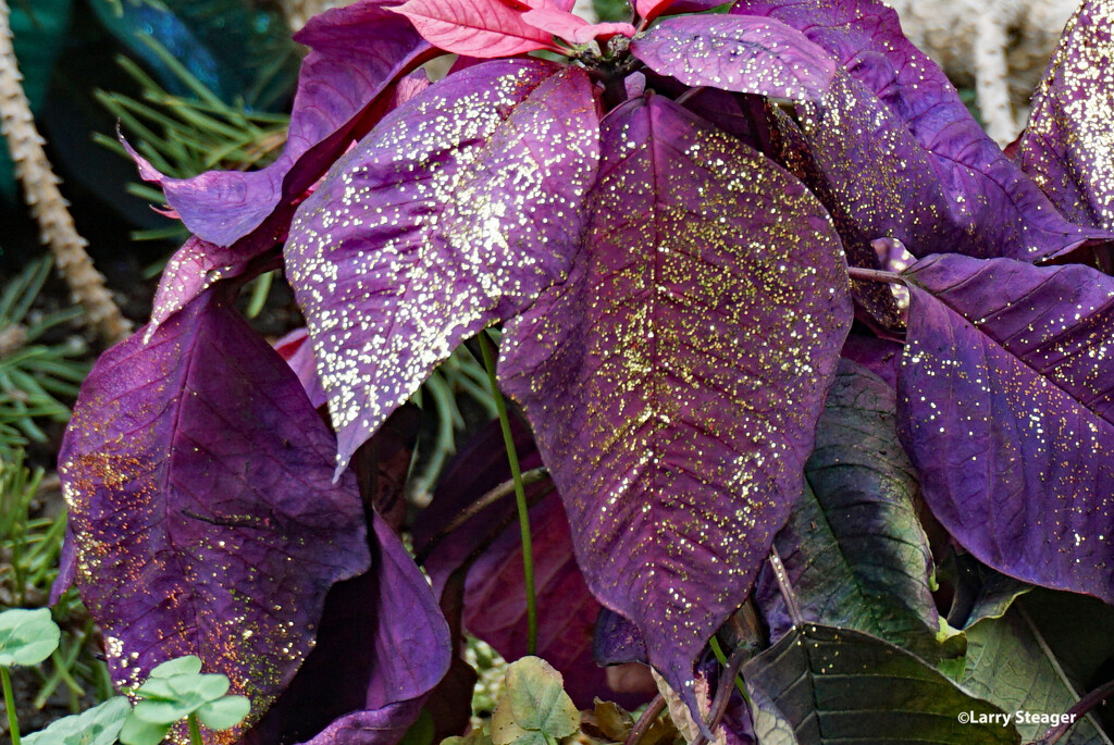 Poinsettia dyed and glittered by larrysphotos