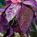 Poinsettia dyed and glittered by larrysphotos