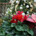 Red cyclamen and poinsettia  by larrysphotos