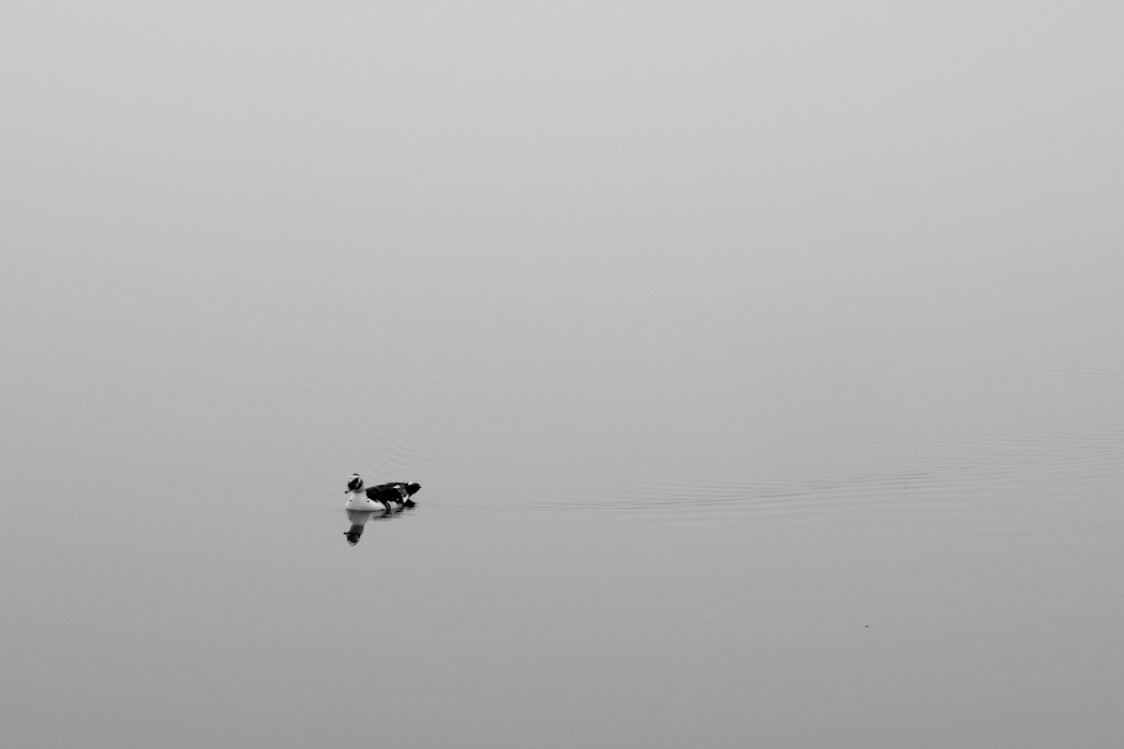 Duck in the fog by clayt