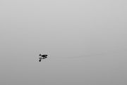 15th Dec 2022 - Duck in the fog