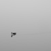 Duck in the fog by clayt