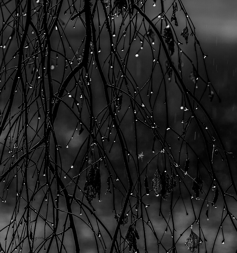 Branches in Rain by theredcamera