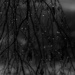 Branches in Rain by theredcamera