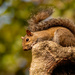 Lazy Squirrel! by rickster549
