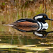 One More Hooded Merganser Duck! by rickster549