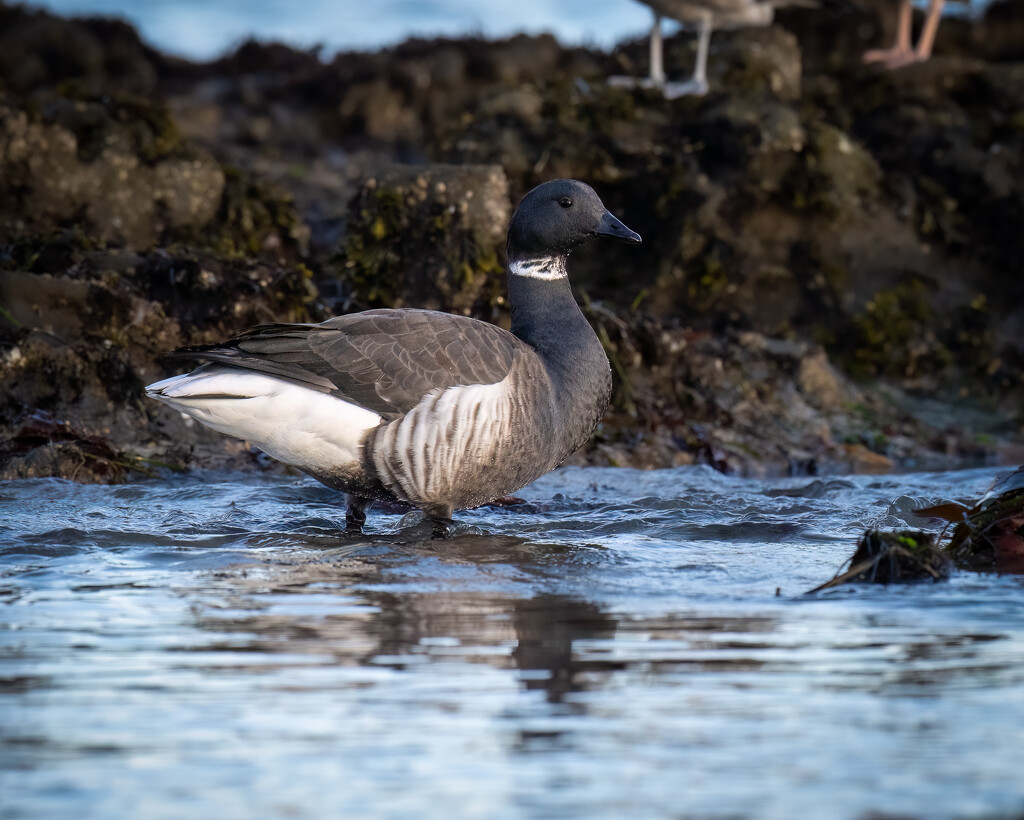 Brant- less angry than yesterday by nicoleweg