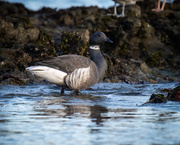 15th Dec 2022 - Brant- less angry than yesterday
