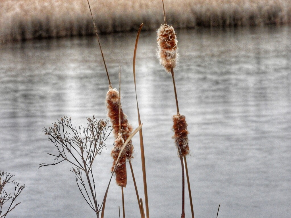 Cattails by amyk
