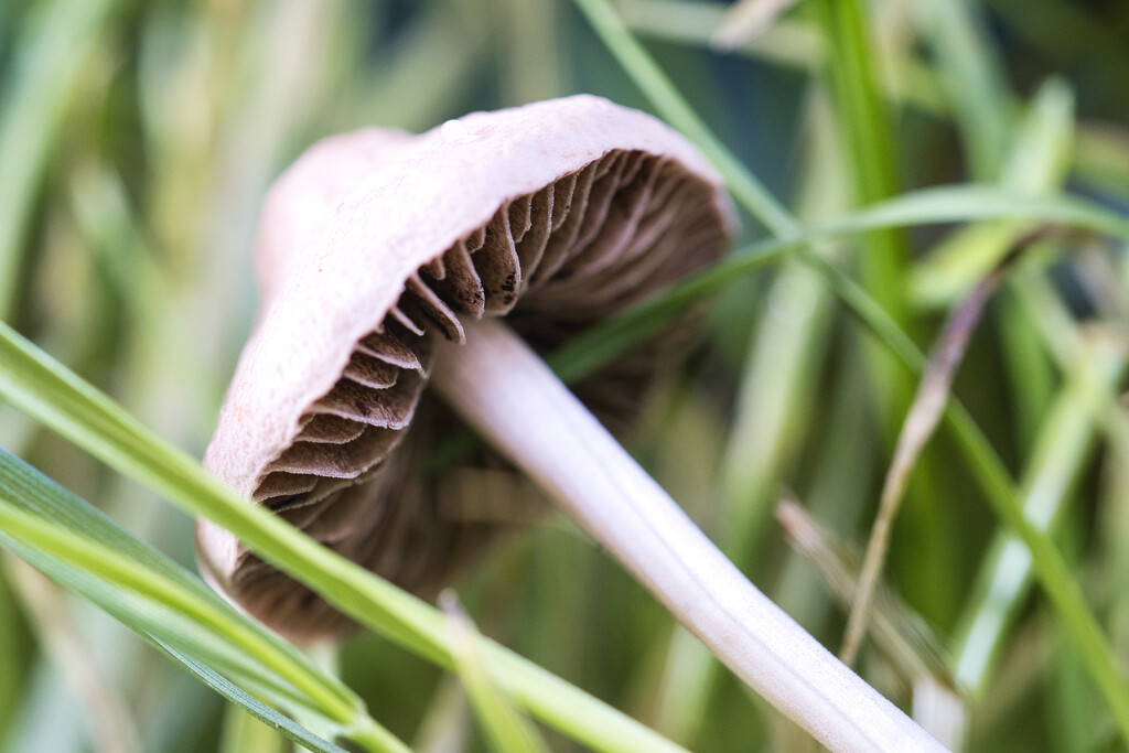 A tiny little mushroom by dkbarnett