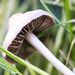 A tiny little mushroom by dkbarnett