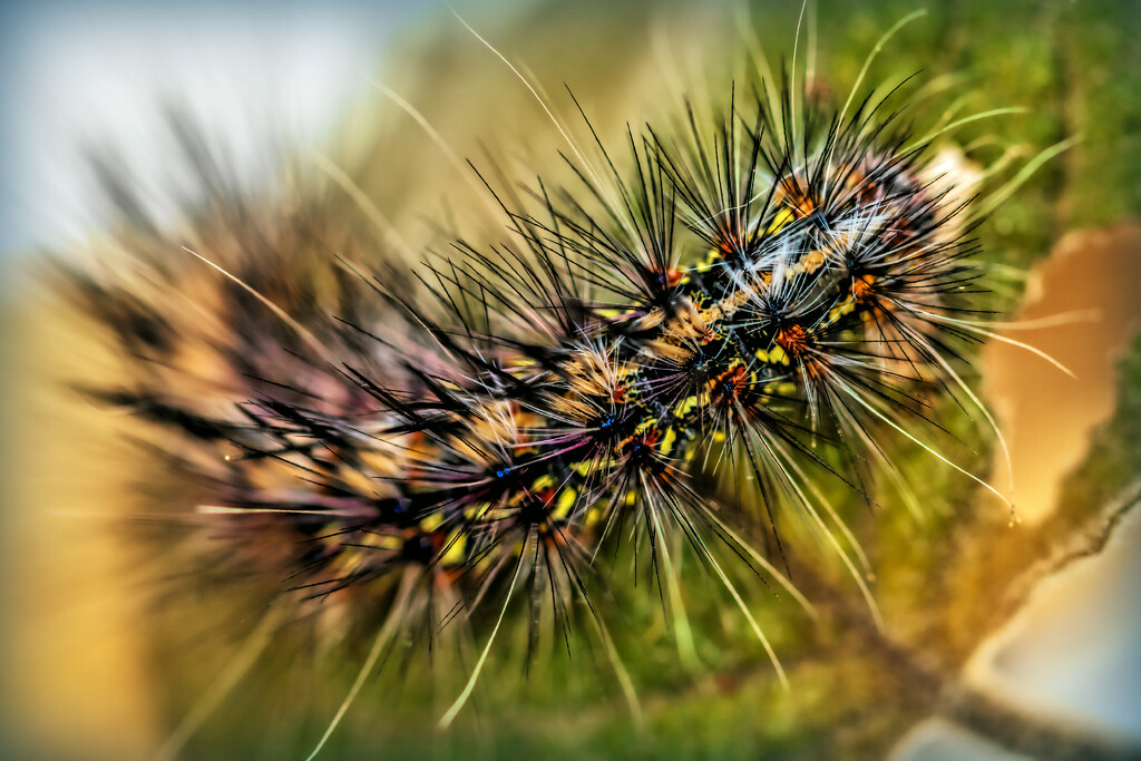 Rainbow caterpillar  by ludwigsdiana
