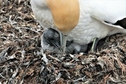 15th Dec 2022 - Gannet and new born chick. I confess i didn't take this, but it  was taken on my camera. My daughter didn't bring her and then couldn't resist taking mine for a while...I posted this anyway because I think it's a lovely shot and one i wish i had taken