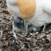 Gannet and new born chick. I confess i didn't take this, but it  was taken on my camera. My daughter didn't bring her and then couldn't resist taking mine for a while...I posted this anyway because I think it's a lovely shot and one i wish i had taken by 365jgh