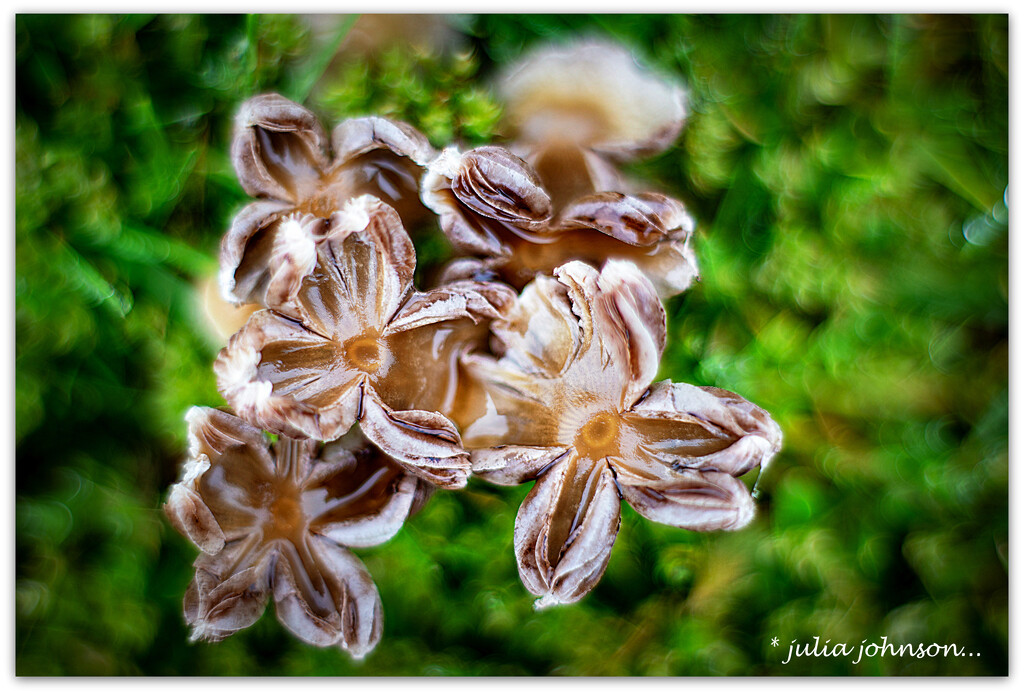 Lawn Flowers.. by julzmaioro