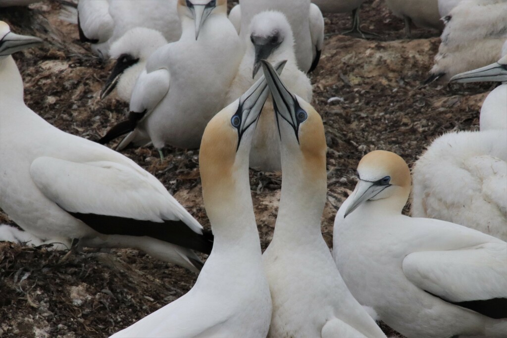My mate. Gannets are monogamous and breed with the same partner year after year. These rituals reinforce the bonds. They really are extraordinary birds to watch  by 365jgh