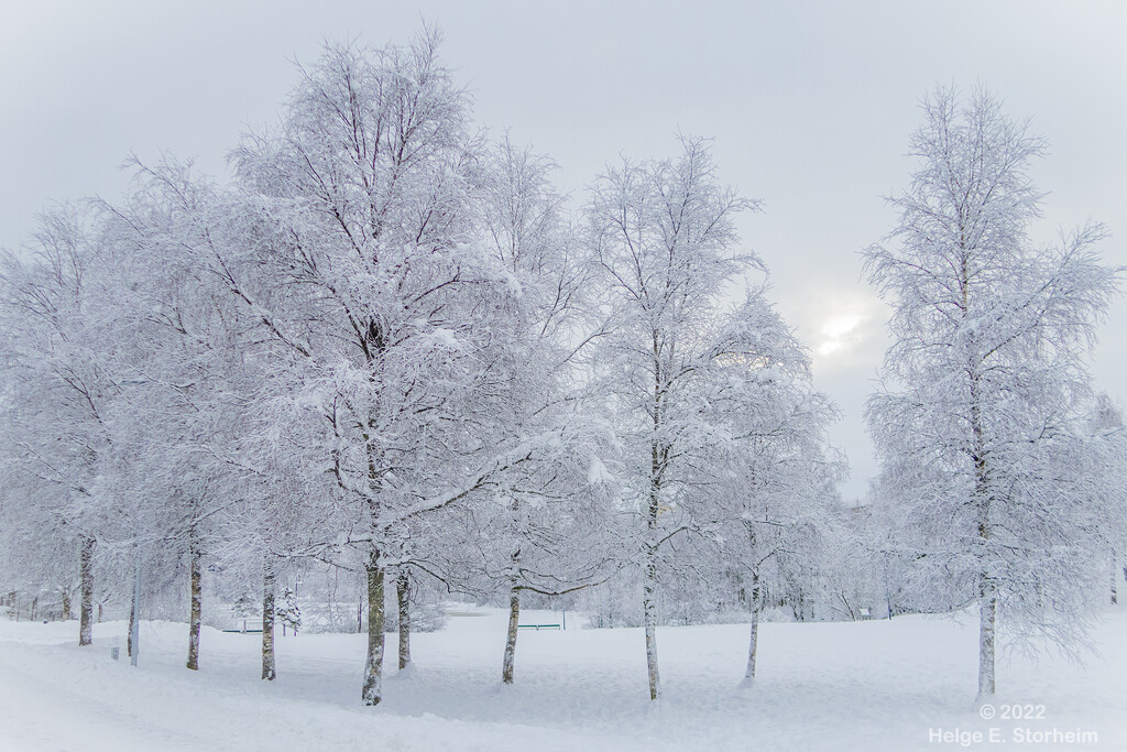 Birches with snow by helstor365